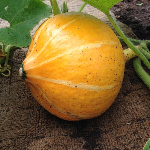 Winter Squash Uchiki Kuri